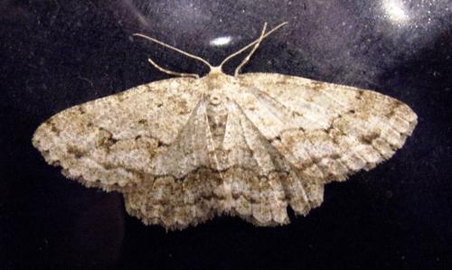 Ectropis crepuscularia